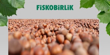 FİSKOBİRLİK Fındık Alımına Başlıyor